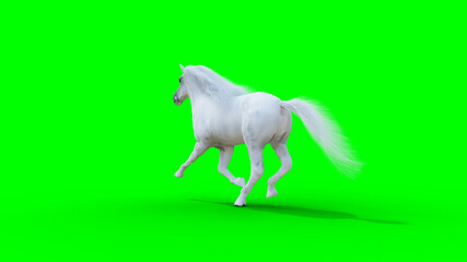 Obraz premium Runing white horse. Green screen. 3d rendering.