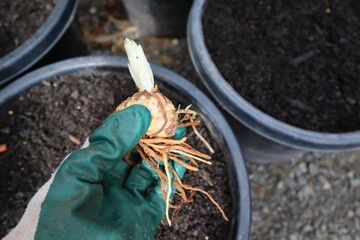 Gardener planting lily blubs in pot in garden