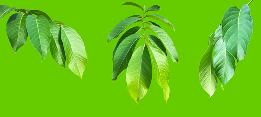 Green leaves of  Queen Crepe Myrtle isolated on white background, clipping paths.