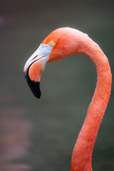 Water Bead on Flamingo beak © Richard