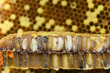 Larva and Pupa Honey Bee in Beehive.