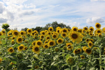 Obraz premium field of sunflowers