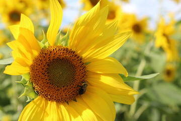 Obraz premium bee on a sunflower 