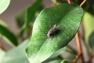 Fly sitting on green leaf, closeup