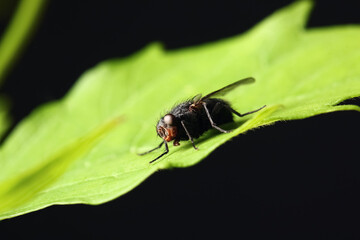 Fly sitting on green leaf against dark background, closeup