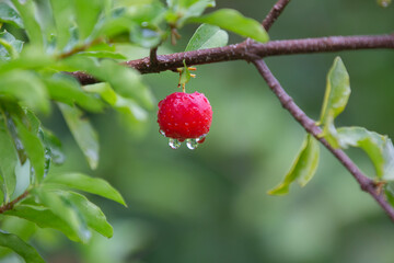 ripe acerola fruit wet by rain , red fruit in contrast to the green of the leaves. C vitamin