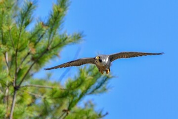 青空バックに悠然と飛ぶハヤブサ成鳥