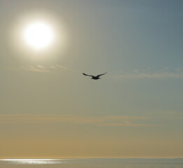 Early morning fly