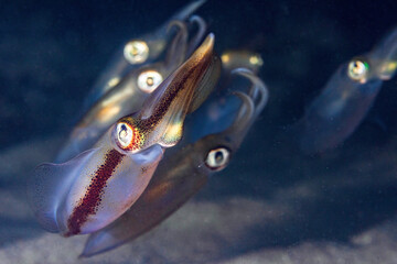 Baby Calamari Squid Closeup in the Ocean