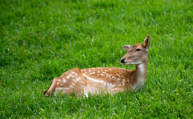 Female deer lying on grass isolated in selective focus.