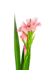 Gorgeous gladiolus flowers on white background