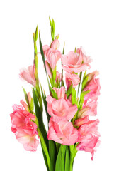 Gorgeous gladiolus flowers on white background