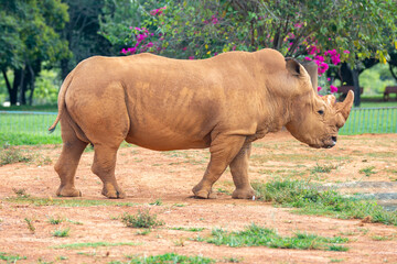 portrait of white rhinoceros on the side with pink flowers in the background