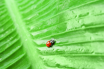 Cute ladybug on juicy green leaf, closeup