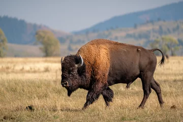 Papier Peint photo Lavable Buffle bison américain dans le parc national du parc