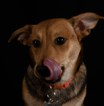 perrito saboreando el hueso