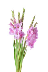 Beautiful gladiolus flowers on white background