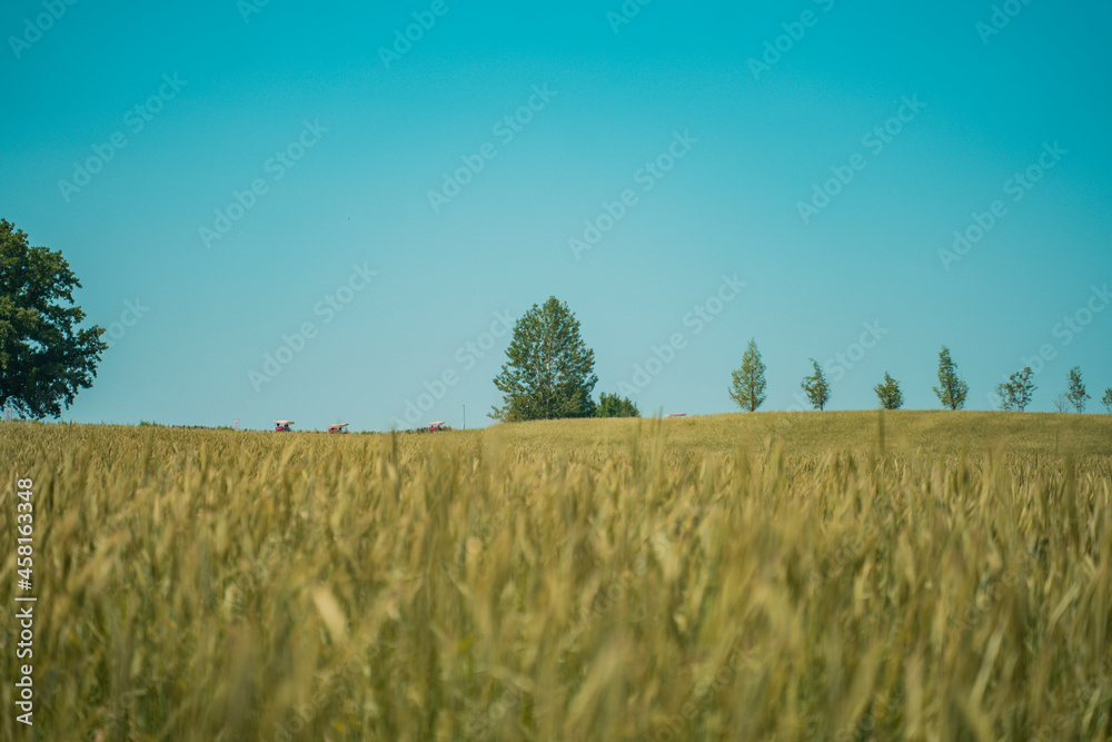 Wall mural wheat field and blue sky - Wall murals