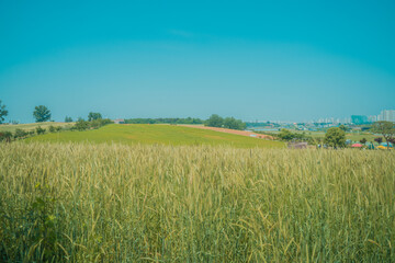 Obraz premium green field and blue sky