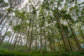 Trees in the forest are tall and dense