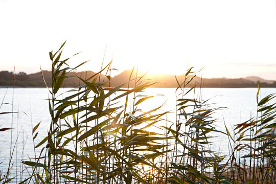Reeds on the water front of the snowy river estuary at sunset