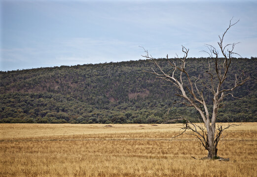 A dead tree sits in an golden open field