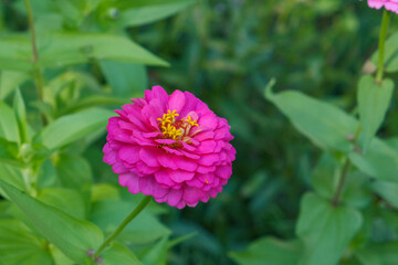 Pink Common Zinnia Embedded in Leaves