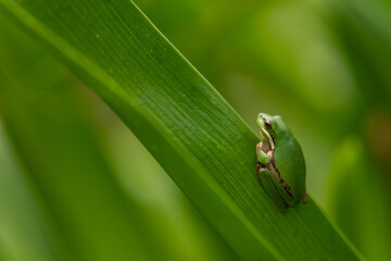 Green frog resting on plant in garden