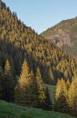 beautiful view of the snow-capped mountains from the spring meadows covered with flowers and grass