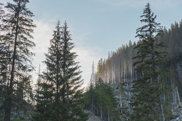 beautiful view of the snow-capped mountains from the spring meadows covered with flowers and grass