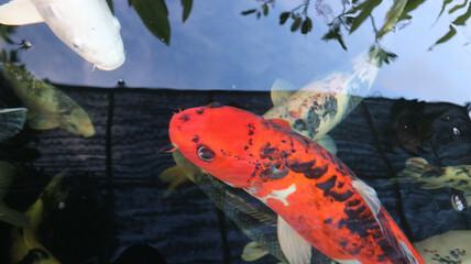 beautiful fish for home display, koi in aquarium, cover design, wall backdrop, decoration,...