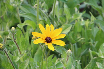 Cone Flower In Bloom, Banff National Park, Alberta