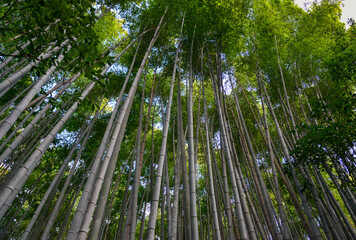 Bamboo forest in Arashiyama, Kyoto, Japan