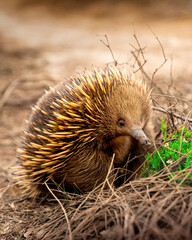 Echidna, Victoria.
