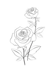Beautiful rose line art drawing on white background