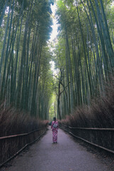 Fototapeta premium Arashiyama Bamboo Grove in Kyoto, Japan