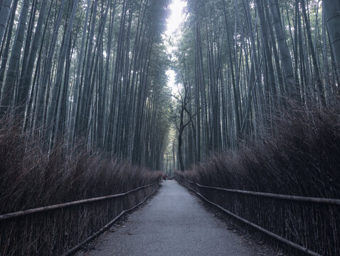 Arashiyama Bamboo Grove In Kyoto, Japan