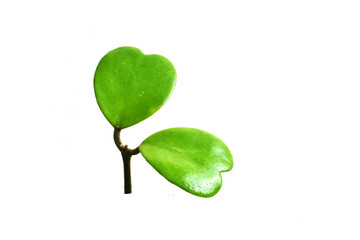 Hoya kerrii heart-shaped leaves isolated on white background.