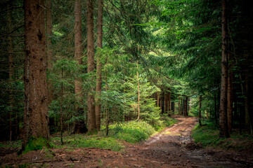 Path surrounded by tall trees and plants in Bavarian Forest