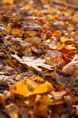 Oak leaf on the ground. Autumn. Wallpaper-screensaver.