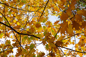 Beautifil colored leafs from a oak tree. Fall time. Wallpaper-screensaver.