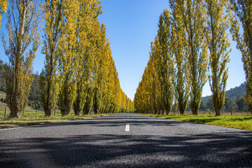 Obraz premium road in autumn