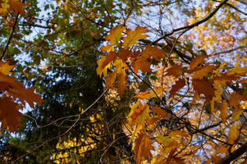 Beautifil colored leafs from a oak tree. Fall time. Wallpaper-screensaver.