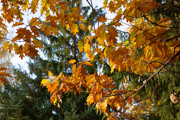 Beautifil colored leafs from a oak tree. Fall time. Wallpaper-screensaver.