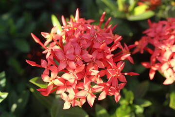 red and yellow flowers