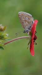 A nondescript butterfly under the lepistes of a red flower on a summer day