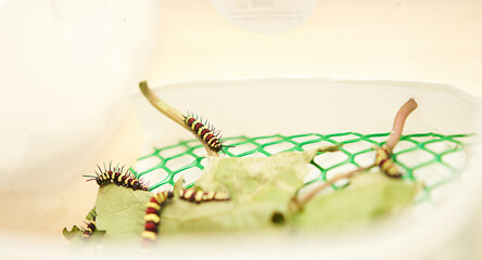 caterpillar on leaves eat food feed by kid in net box for pet in house home room