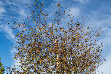 Tree trunk close-up from the wild forest