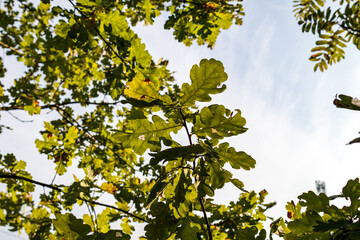 Tree trunk close-up from the wild forest