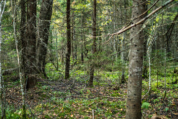Naklejka premium Daytime forest landscape from Russia, mixed forest